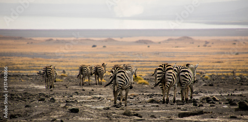 zebra zebrata photo