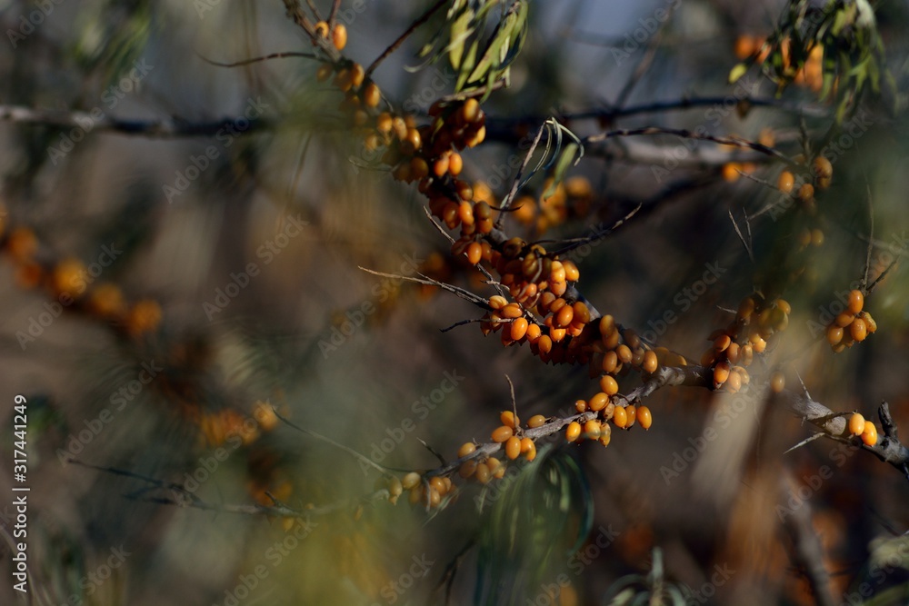 Autumn harvest of sea buckthorn. Autumn harvest of sea buckthorn.