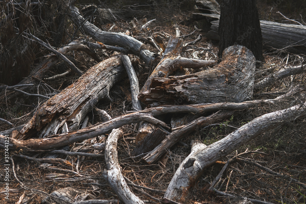 Pile of logs, sticks and bark, other pieces of woods from fallen tree outside surrounded by other organic and decomposing mulch in Tasmania, Australia. Pile of logs, sticks and bark, other pieces of woods from fallen tree outside surrounded by other organic and decomposing mulch in Tasmania, Australia.