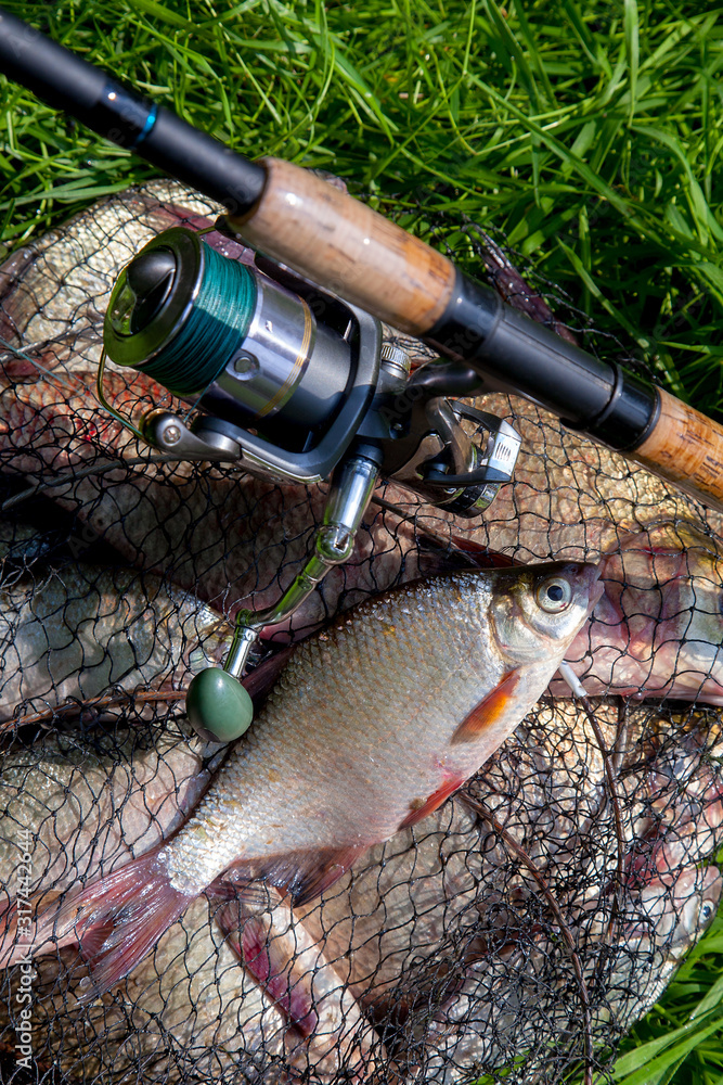 Single freshwater white bream or silver bream on keepnet with bronze breams or carp breams on green grass and fishing rod with reel on natural background.. Single freshwater white bream or silver bream on keepnet with bronze breams or carp breams on green grass and fishing rod with reel on natural background..