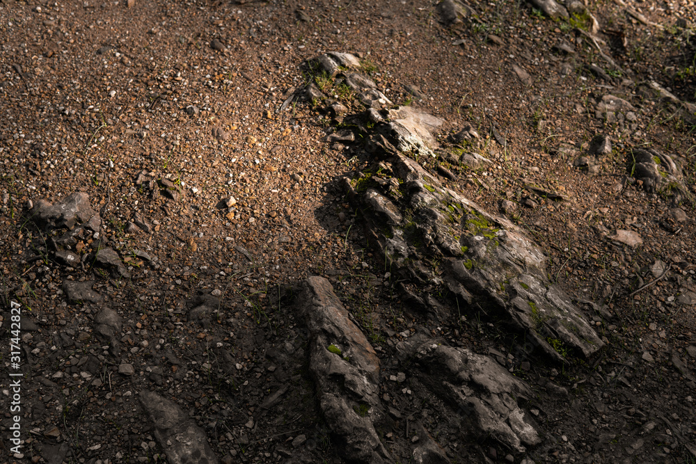 Moss covered rocks and brown dirt on the ground as a natural and earthy background Moss covered rocks and brown dirt on the ground as a natural and earthy background