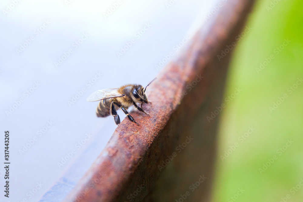 Obraz premium Close up of a curious bee in the human world.