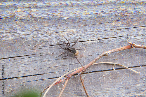 Close up view of small spider on natural background.