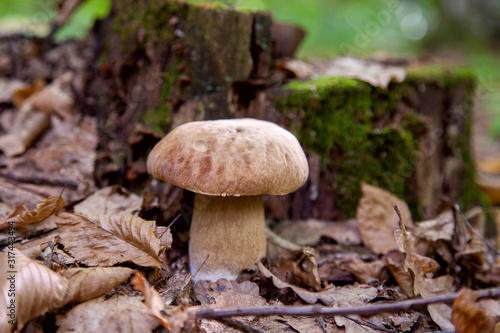 Single Boletus mushroom in the wild. Porcini mushroom grows on the forest floor at autumn season..