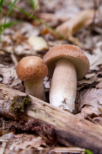 Two boletus mushroom in the wild. Porcini mushroom (Boletus aereus) grows on the forest floor at autumn season..
