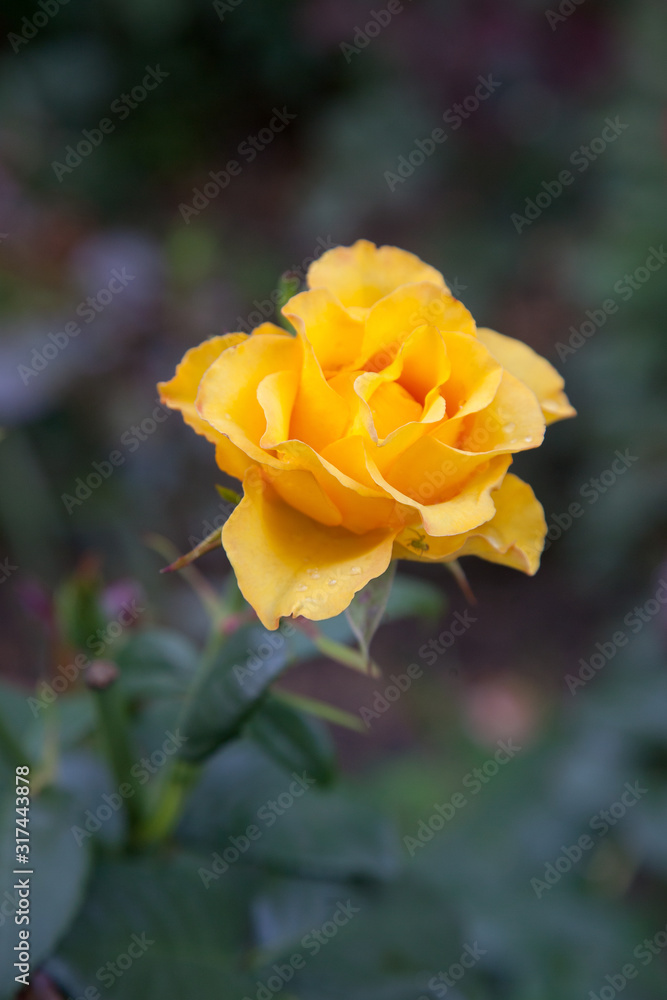 Beautiful rose bush growing in the garden. Beautiful rose bush growing in the garden.