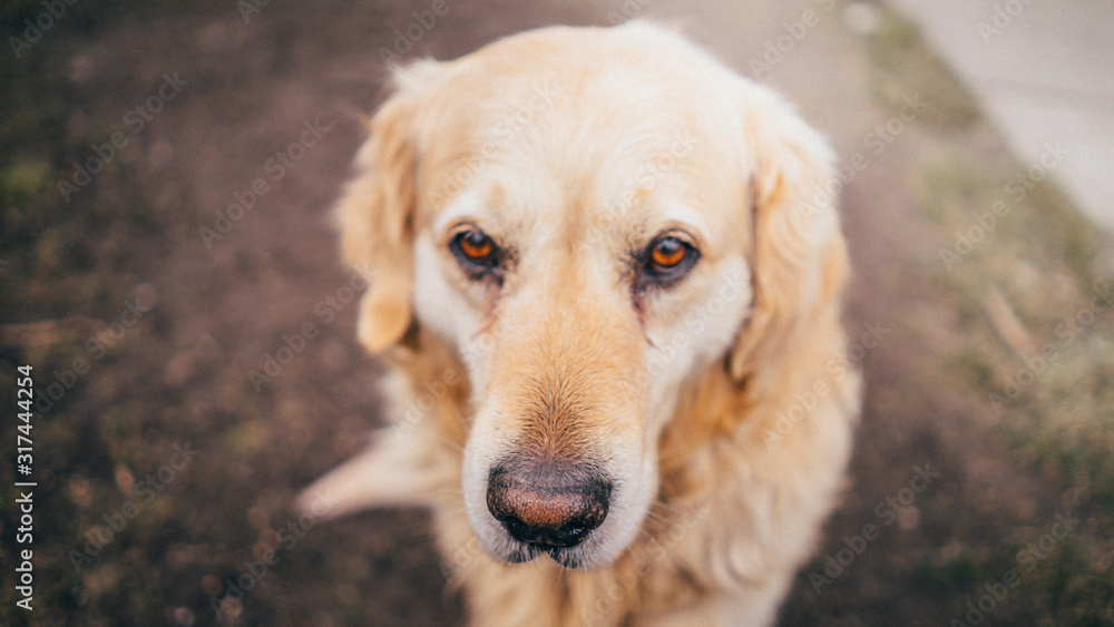 portrait of golden retriever