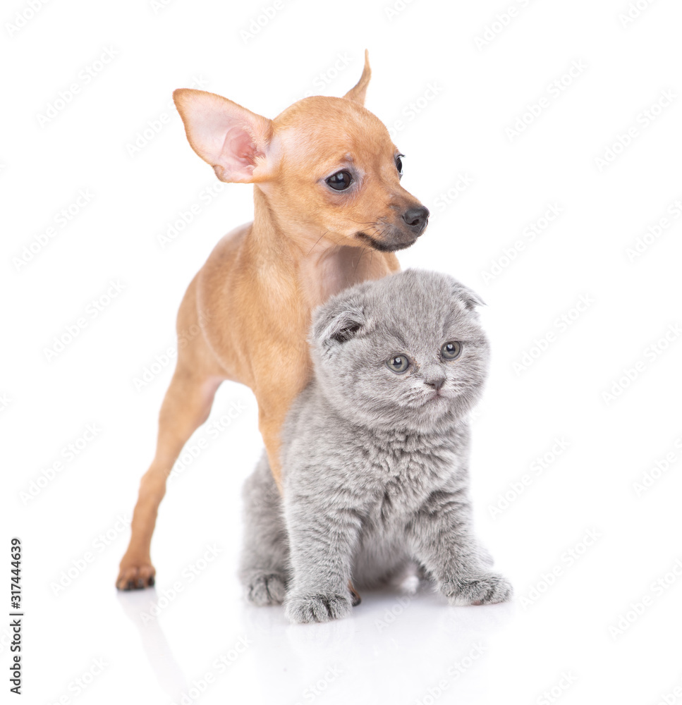 puppy toy Terrier and kitten Scottish breed on white background