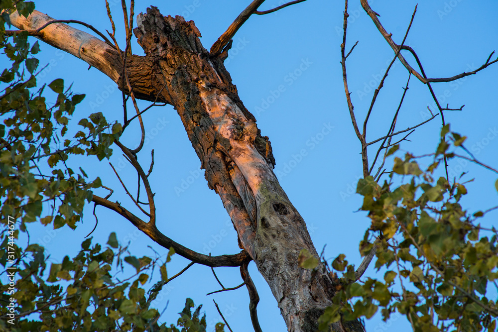 Branch in the light of the evening sun against blue sky. Branch in the light of the evening sun against blue sky.