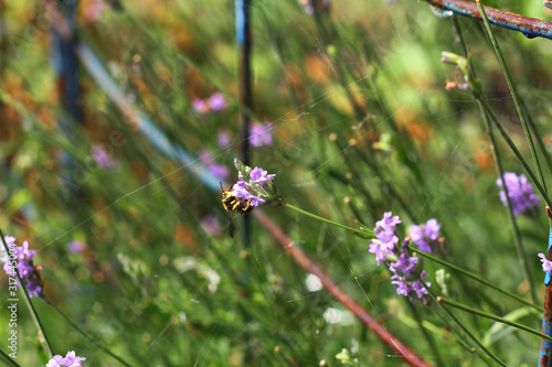 bee on the flowers