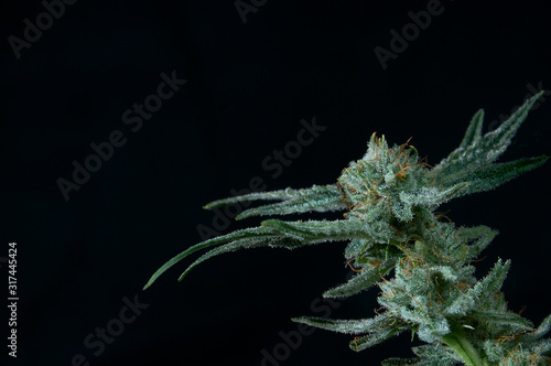 Cannabis flower on black background