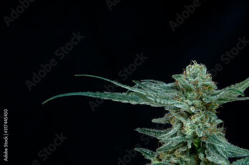 Cannabis flower on black