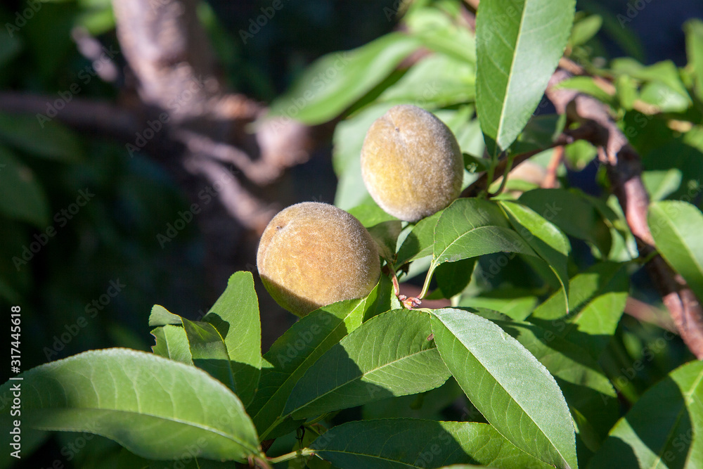 Small peaches on a tree branch on sunny summer day. Small peaches on a tree branch on sunny summer day.