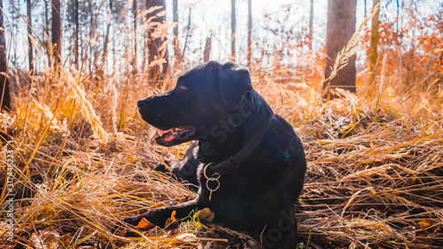 dog in forest