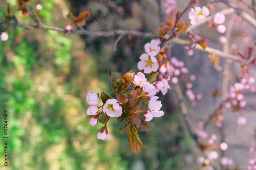 Apricot flowers blooming with light bright petals. Greeting card for Womens day. Spring blurred background of nature, pink color. Apricot flowers blooming with light bright petals. Greeting card for Womens day. Spring blurred background of nature, pink color.