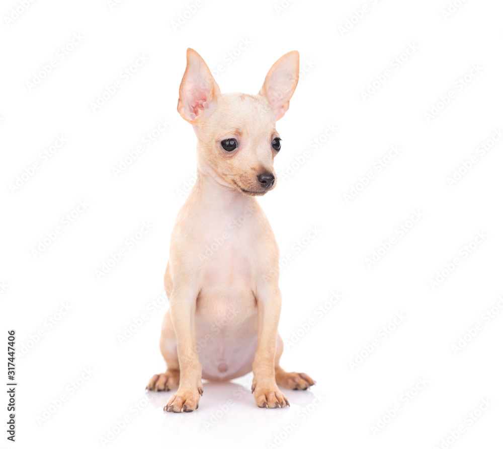 puppy of the toy Terrier on a white background puppy of the toy Terrier on a white background