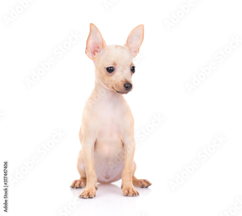 puppy of the toy Terrier on a white background