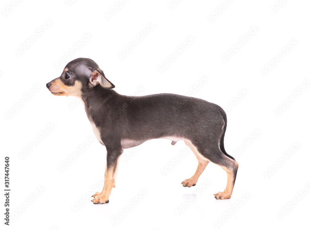 puppy of the toy Terrier on a white background puppy of the toy Terrier on a white background