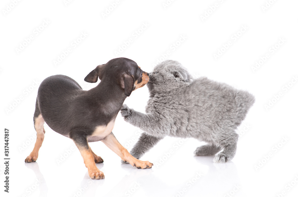 puppy toy Terrier and kitten Scottish breed on white background