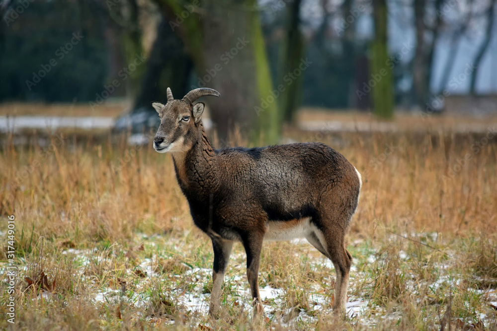 Mouflon Male in Forest Winter Portrait Ovis Aries Musimon Mouflon Male in Forest Winter Portrait Ovis Aries Musimon
