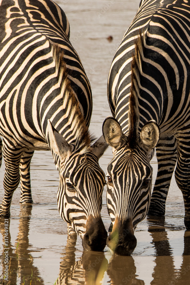 Naklejka premium zebra zebrata