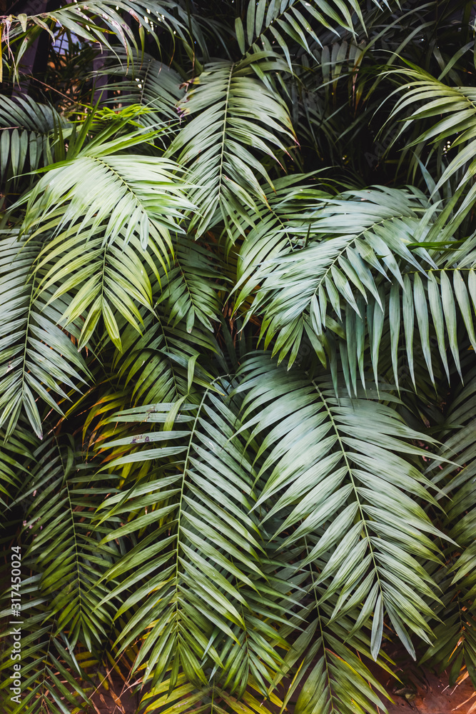 Vertical image of a lush forest with broad green palm leaves, natural background.