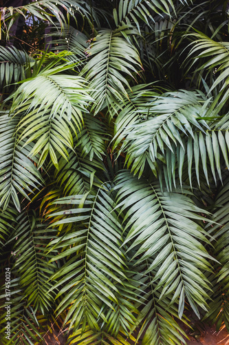 Vertical image of a lush forest with broad green palm leaves  natural background.