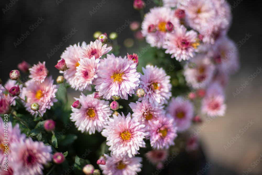custom made wallpaper toronto digitalA bunch of fresh white wild flowers planted in a pot in a terrace/garden. Indian flowers.