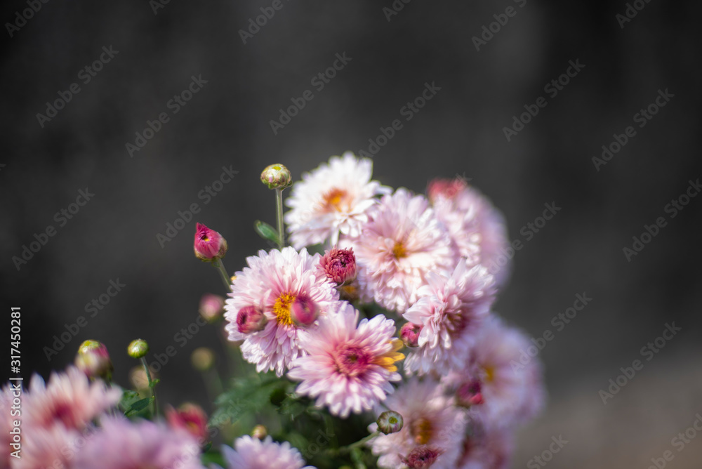 A bunch of fresh white wild flowers planted in a pot in a terrace/garden. Indian flowers. A bunch of fresh white wild flowers planted in a pot in a terrace/garden. Indian flowers.