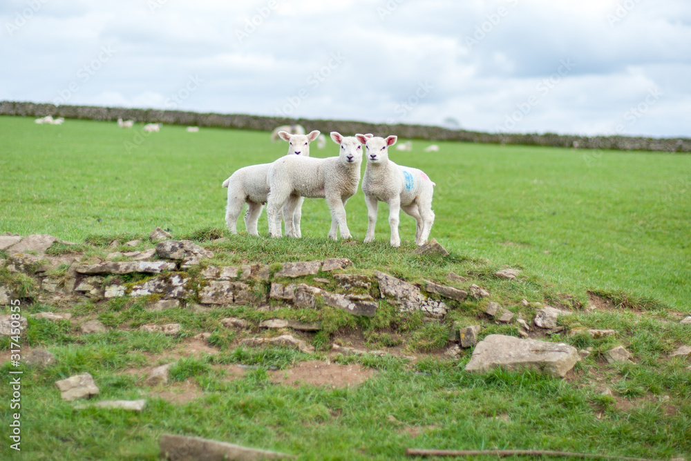 Obraz premium Easter Lambs