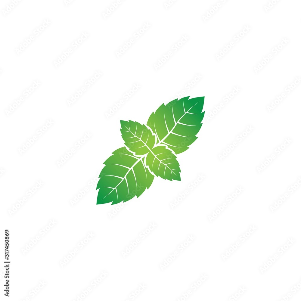 Vector illustration of mint leaves green with white background Vector illustration of mint leaves green with white background