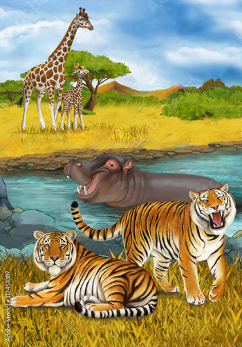 cartoon scene with hippopotamus hippo swimming in river near the meadow and giraffes resting illustration for children