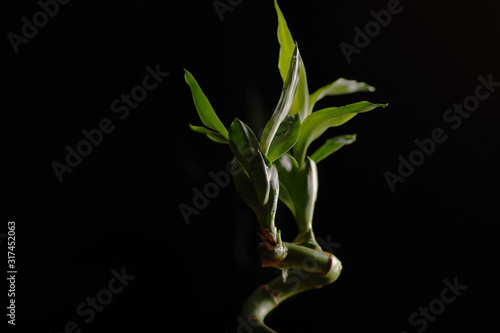 Lucky bamboo plant against dark background. Dracaena sanderiana green plant with some water drops on It.
