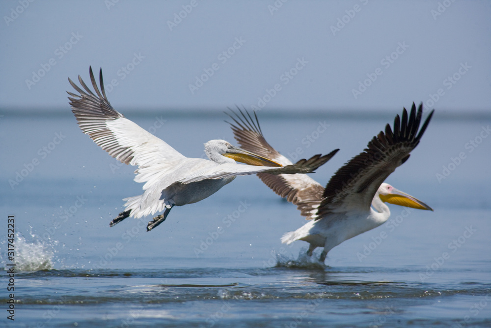 Pelicans soaring. The Volga River Delta. Summer Pelicans soaring. The Volga River Delta. Summer