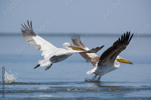 Pelicans soaring. The Volga River Delta. Summer