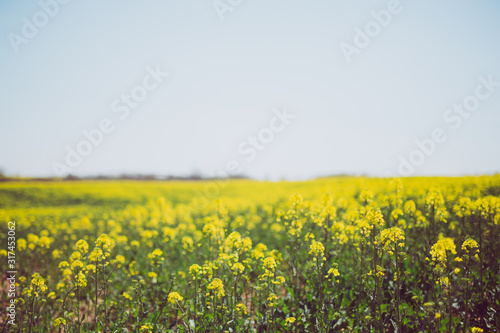 field of yellow flowers © Kevin