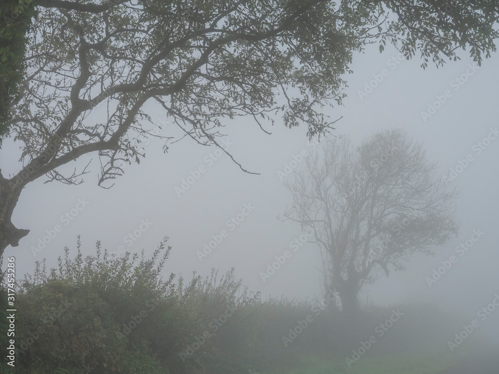 Very foggy empty landscape in autumn with bare trees in silhoutet Very foggy empty landscape in autumn with bare trees in silhoutet