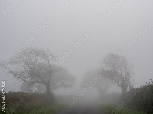 Very foggy empty landscape in autumn with bare trees in silhoutet