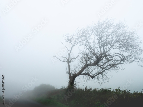 Very foggy empty landscape in autumn with bare trees in silhoutet