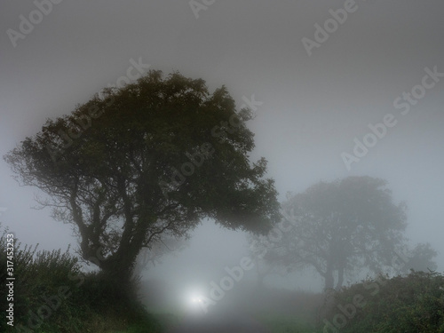 Very foggy empty landscape in the fall with bare trees in silhoutet and shingle of car lamps