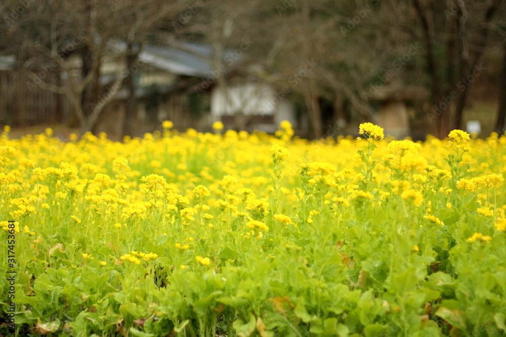 菜の花 菜の花