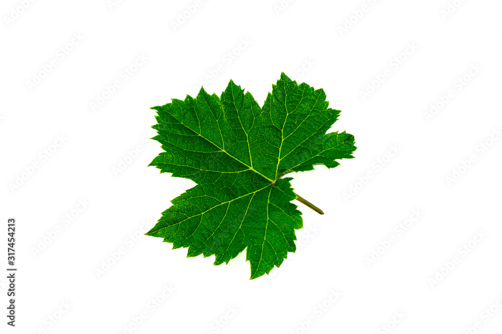 Fresh green grape leaves isolated on white background. Fresh green grape leaves isolated on white background.
