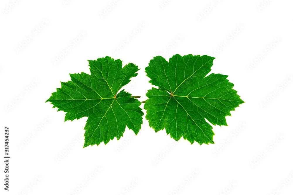 Fresh green grape leaves isolated on white background. Fresh green grape leaves isolated on white background.