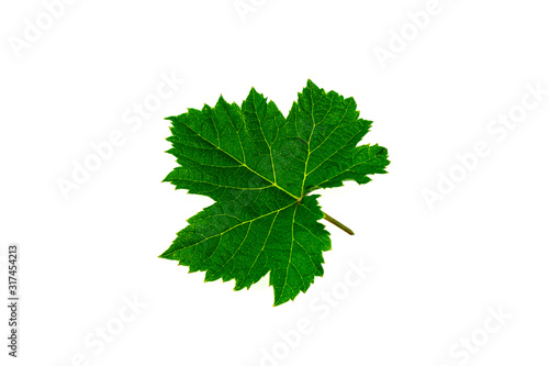Fresh green grape leaves isolated on white background.