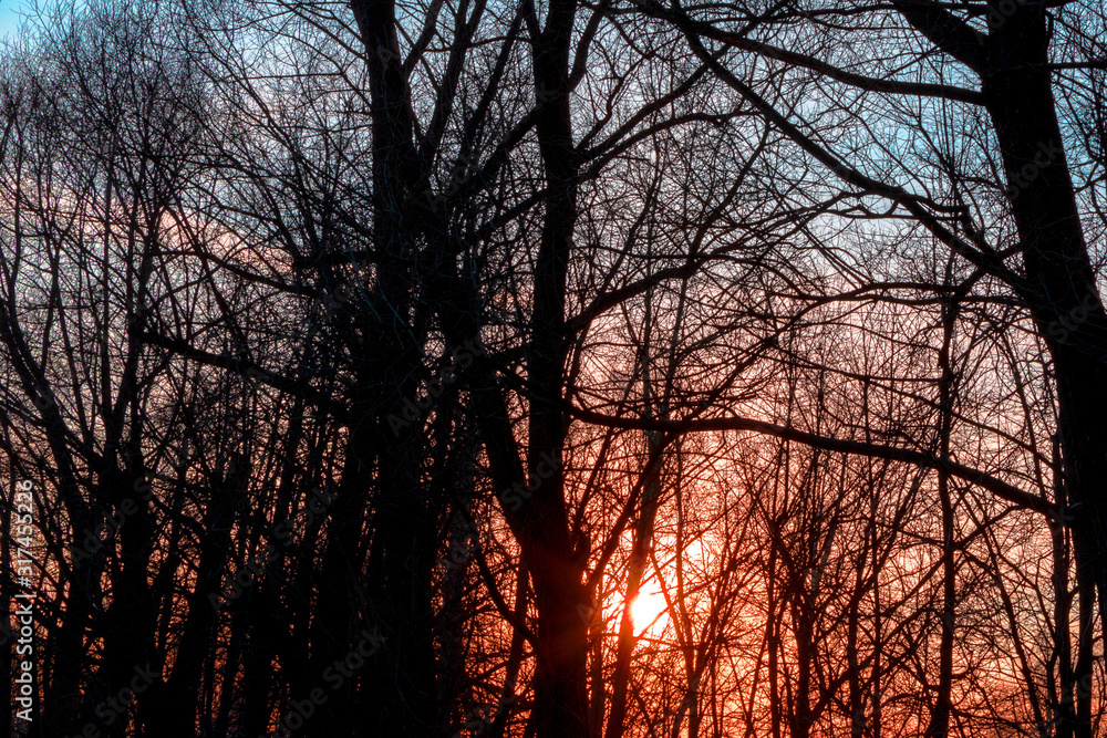 Defocused silhouettes of trees against a scarlet sunset. Abstract blurred forest landscape. Defocused silhouettes of trees against a scarlet sunset. Abstract blurred forest landscape.