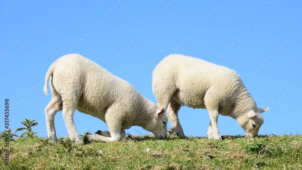 Two Texel sheep lambs grazing in meadow, the Netherlands Two Texel sheep lambs grazing in meadow, the Netherlands