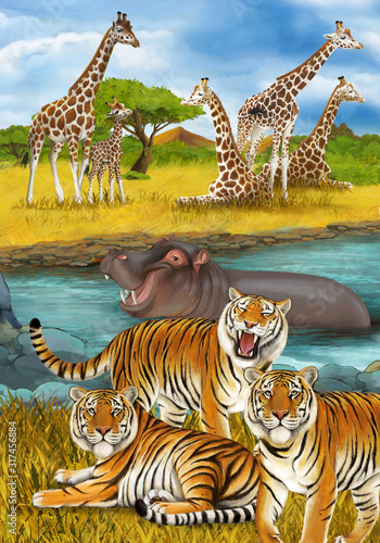 cartoon scene with hippopotamus hippo swimming in river near the meadow and giraffes resting illustration for children