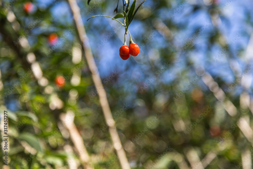Round Red,Organic Goji Berries On The Branch In The Garden With Sparkling Background