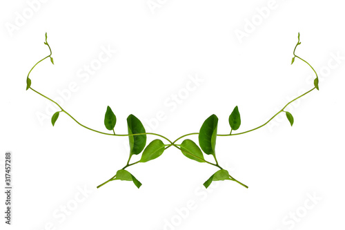 Floral Desaign. Twisted jungle vines liana plant with heart shaped green leaves isolated on white background  clipping path included.