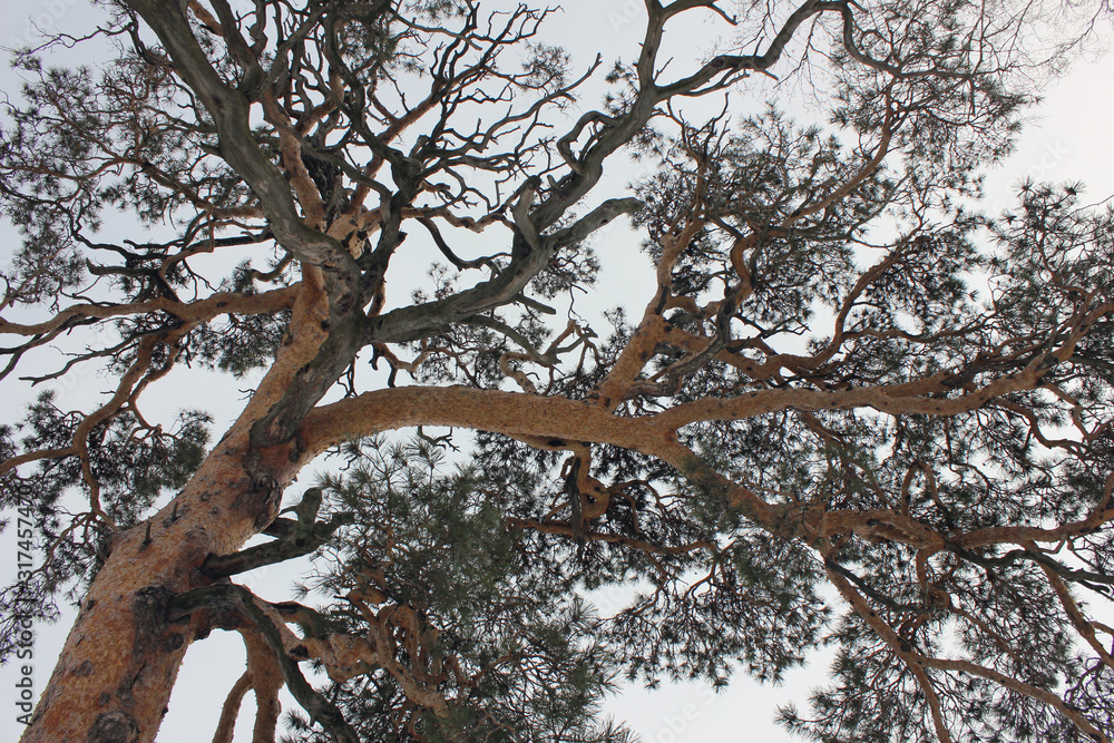 Fototapeta premium tree
